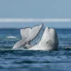 NHM Shop A Good Scratch Wall Print* Current Wildlife Photographer Of The Year | Wildlife Photographer Of The Year