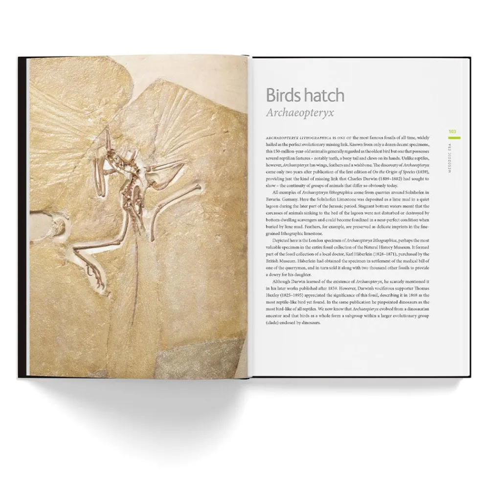 NHM Shop A History of Life in 100 Fossils* Science Books | Museum-related Books