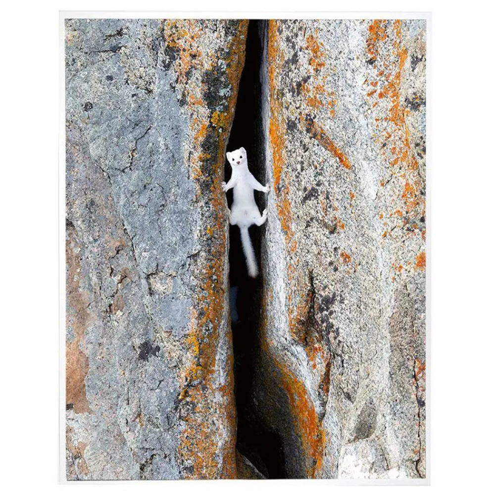 NHM Shop Between a Rock and a Hard Place Print* Homeware & Decor | Current Wildlife Photographer Of The Year
