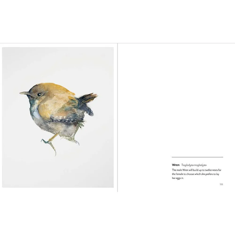 NHM Shop Birds: Paintings of 100 British Birds* Coffee-table Books
