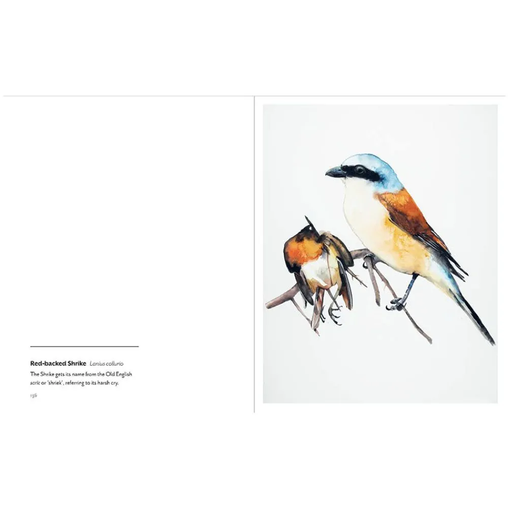 NHM Shop Birds: Paintings of 100 British Birds* Coffee-table Books