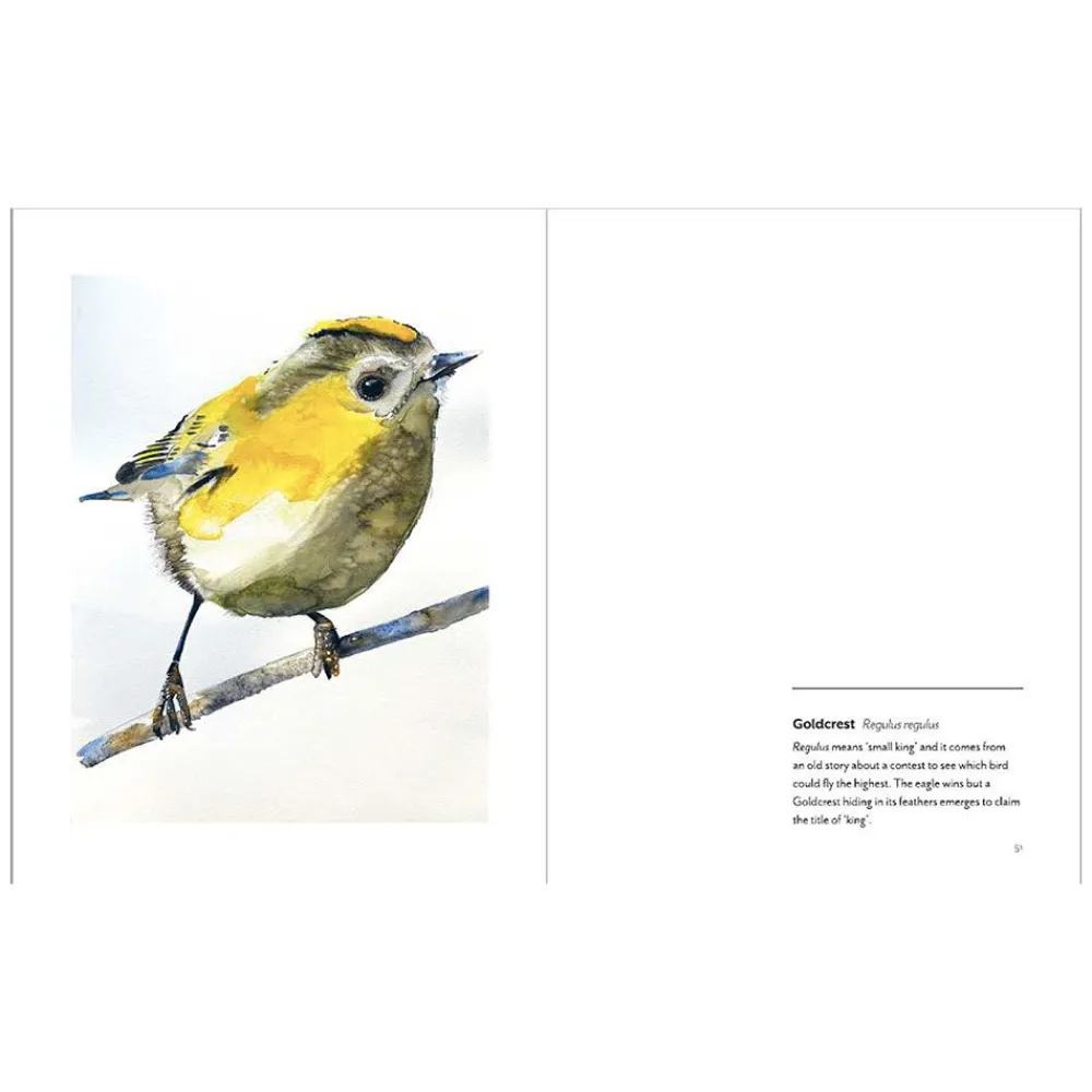 NHM Shop Birds: Paintings of 100 British Birds* Coffee-table Books