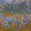 NHM Shop Blooming Butterflies Wall Print* Current Wildlife Photographer Of The Year | Wildlife Photographer Of The Year