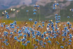 NHM Shop Blooming Butterflies Wall Print* Current Wildlife Photographer Of The Year | Wildlife Photographer Of The Year