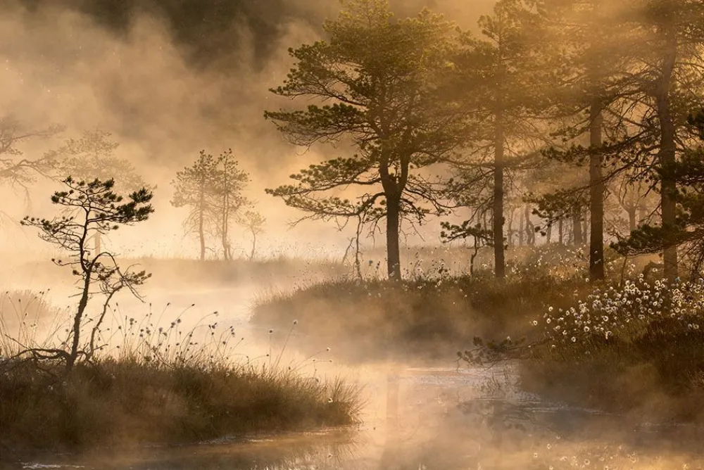 NHM Shop Cotton Mist Wall Print* Current Wildlife Photographer Of The Year | Wildlife Photographer Of The Year