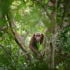 NHM Shop Curious Connection Wall Print* Current Wildlife Photographer Of The Year | Wildlife Photographer Of The Year