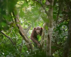 NHM Shop Curious Connection Wall Print* Current Wildlife Photographer Of The Year | Wildlife Photographer Of The Year