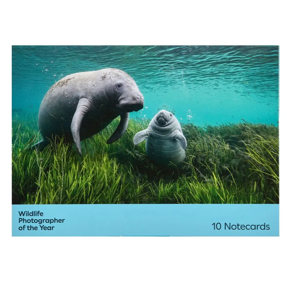 NHM Shop Cute Notecard Set: Wildlife Photographer of the Year 60* Stationery | Wildlife Photographer Of The Year