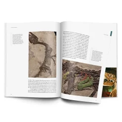 NHM Shop Dinosaurs: How They Lived and Evolved*Kids Science Books | Museum-related Books