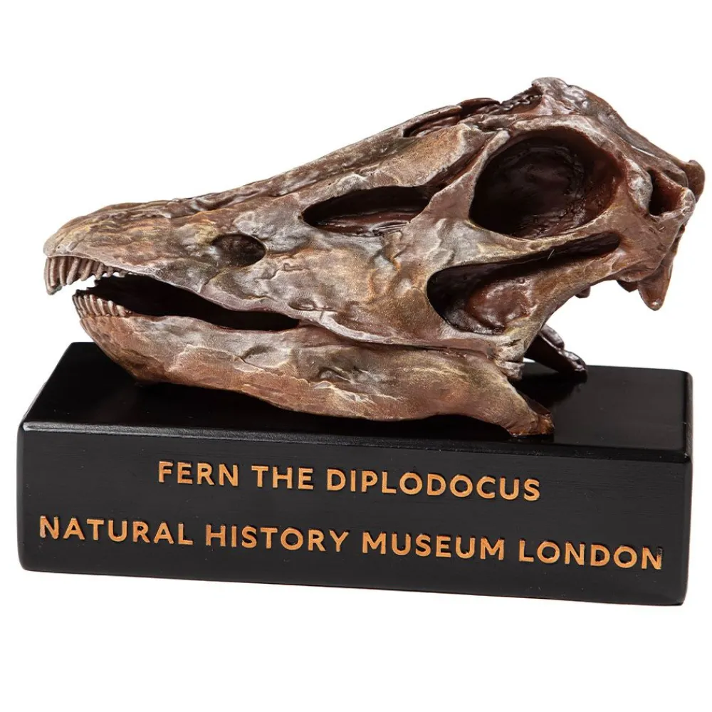 NHM Shop Fern the Diplodocus Replica Skull* Dinosaur Decor & Accessories | Father’s Day
