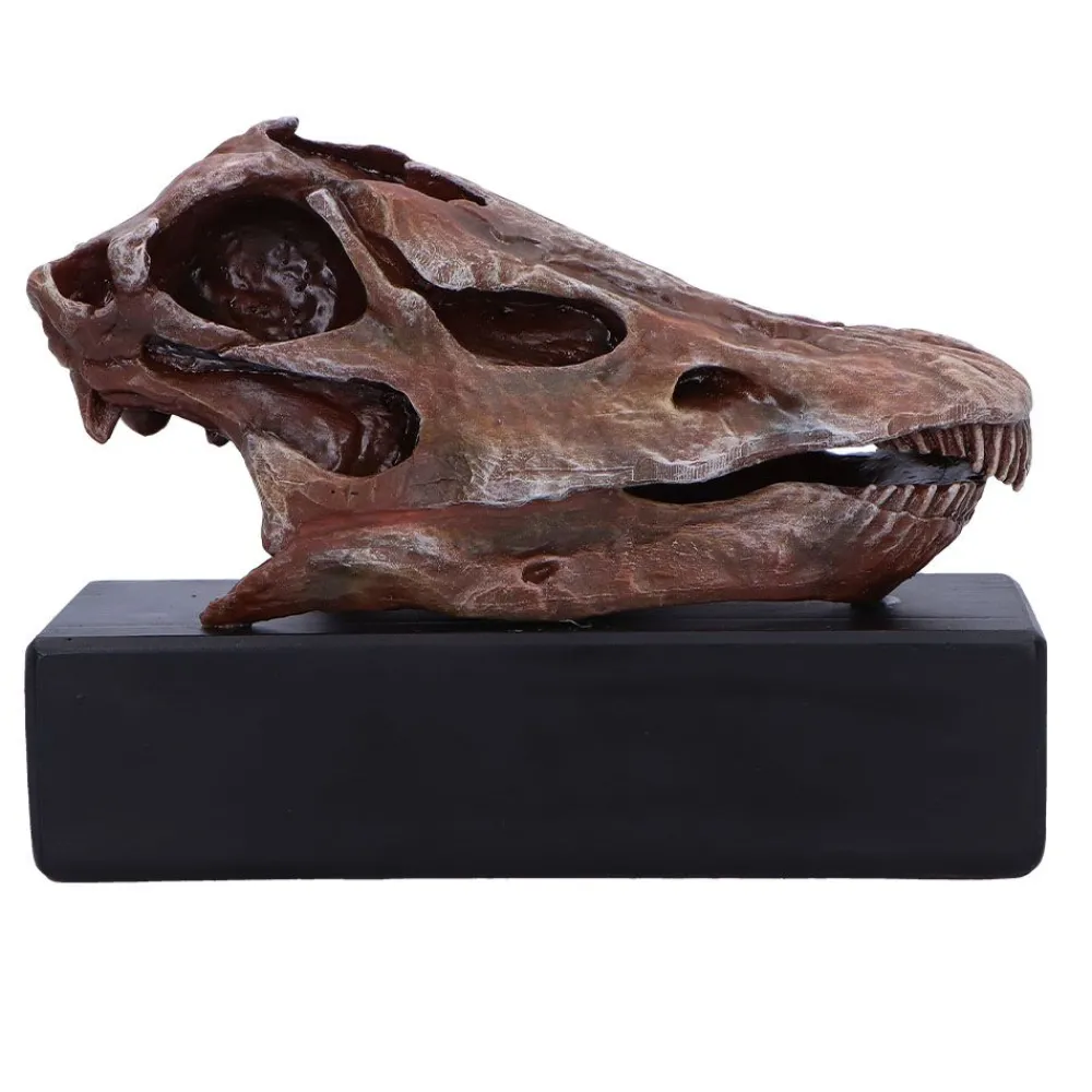 NHM Shop Fern the Diplodocus Replica Skull* Dinosaur Decor & Accessories | Father’s Day