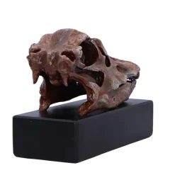 NHM Shop Fern the Diplodocus Replica Skull* Dinosaur Decor & Accessories | Father’s Day