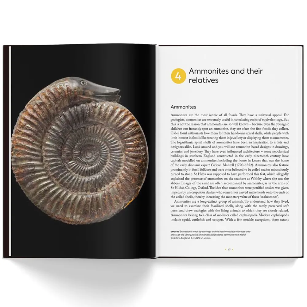 NHM Shop Fossils: The Essential Guide* Science Books | Museum-related Books