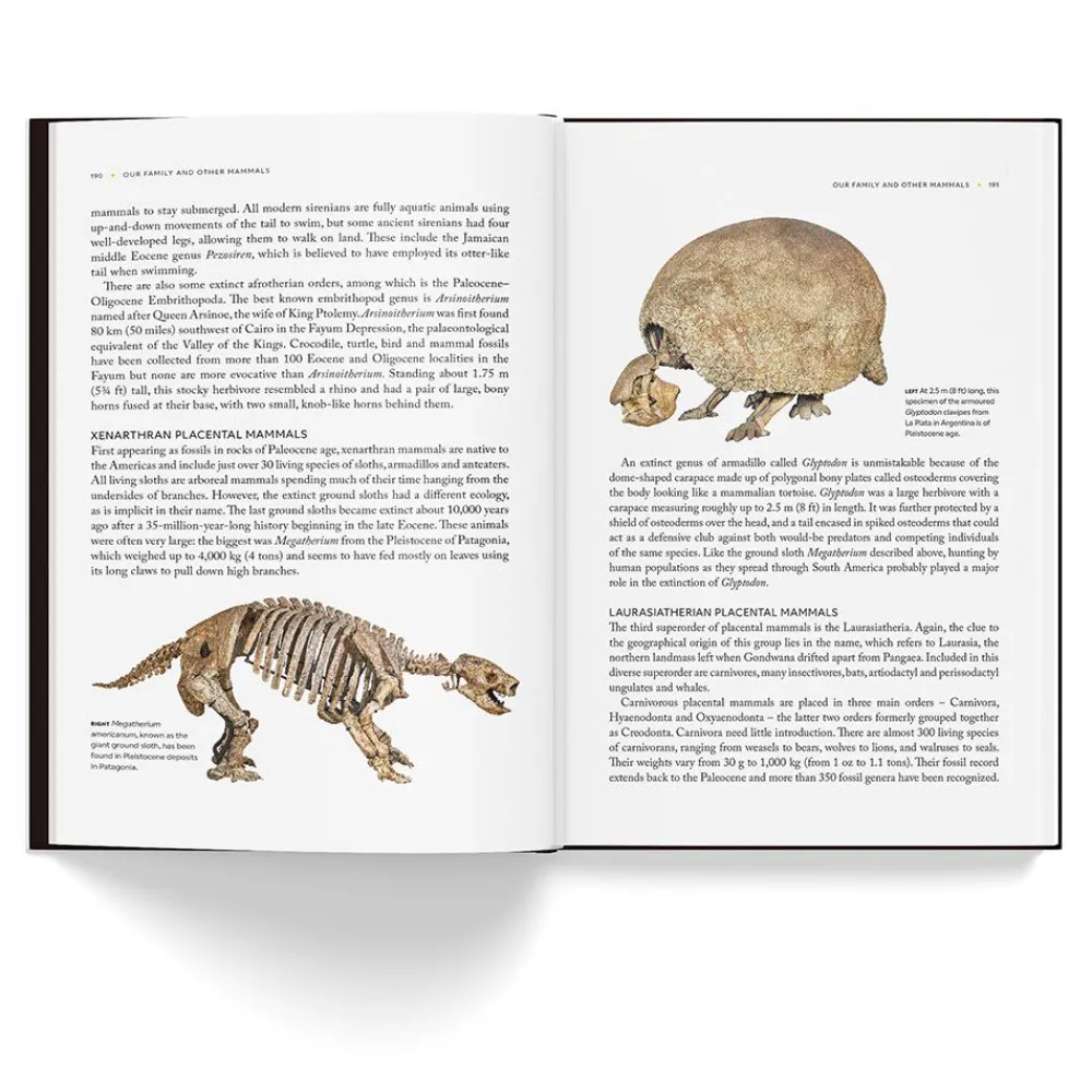 NHM Shop Fossils: The Essential Guide* Science Books | Museum-related Books