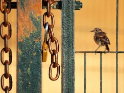 NHM Shop Free as a Bird Wall Print* Current Wildlife Photographer Of The Year | Wildlife Photographer Of The Year