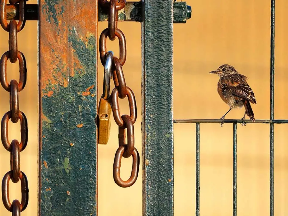 NHM Shop Free as a Bird Wall Print* Current Wildlife Photographer Of The Year | Wildlife Photographer Of The Year