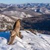 NHM Shop Frontier of the Lynx Wall Print* Current Wildlife Photographer Of The Year | Wildlife Photographer Of The Year