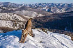 NHM Shop Frontier of the Lynx Wall Print* Current Wildlife Photographer Of The Year | Wildlife Photographer Of The Year