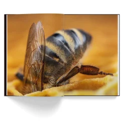 NHM Shop Honey Bees*Kids Coffee-table Books | Science Books