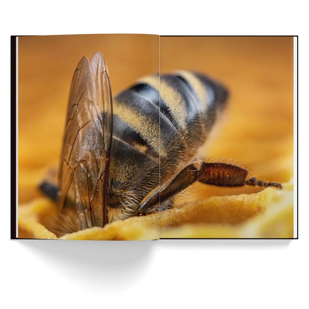 NHM Shop Honey Bees*Kids Coffee-table Books | Science Books