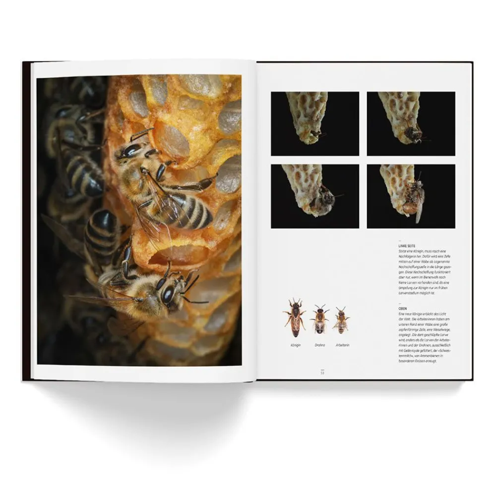 NHM Shop Honey Bees*Kids Coffee-table Books | Science Books