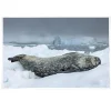 NHM Shop Icy Repose Print* Current Wildlife Photographer Of The Year | Gifts Under £20
