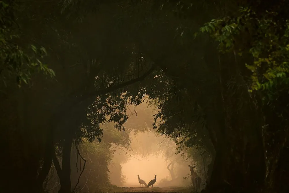 NHM Shop In the Spotlight Wall Print* Current Wildlife Photographer Of The Year | Wildlife Photographer Of The Year