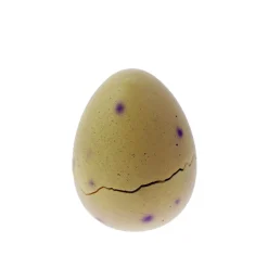 NHM Shop Itsy Bitsy Diplodocus in Egg*Kids Toys | Dinosaur Toys