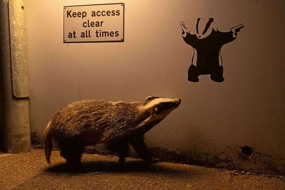 NHM Shop No Access Wall Print* Current Wildlife Photographer Of The Year | Wildlife Photographer Of The Year