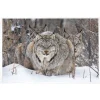 NHM Shop On Watch Print* Current Wildlife Photographer Of The Year | Wildlife Photographer Of The Year