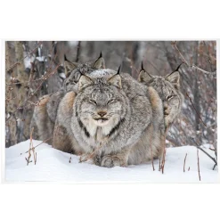 NHM Shop On Watch Print* Current Wildlife Photographer Of The Year | Wildlife Photographer Of The Year