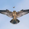 NHM Shop Practice Makes Perfect Wall Print* Current Wildlife Photographer Of The Year | Father’s Day
