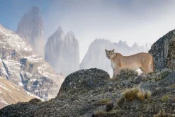 NHM Shop Scanning the Realm Wall Print* Current Wildlife Photographer Of The Year | Wildlife Photographer Of The Year