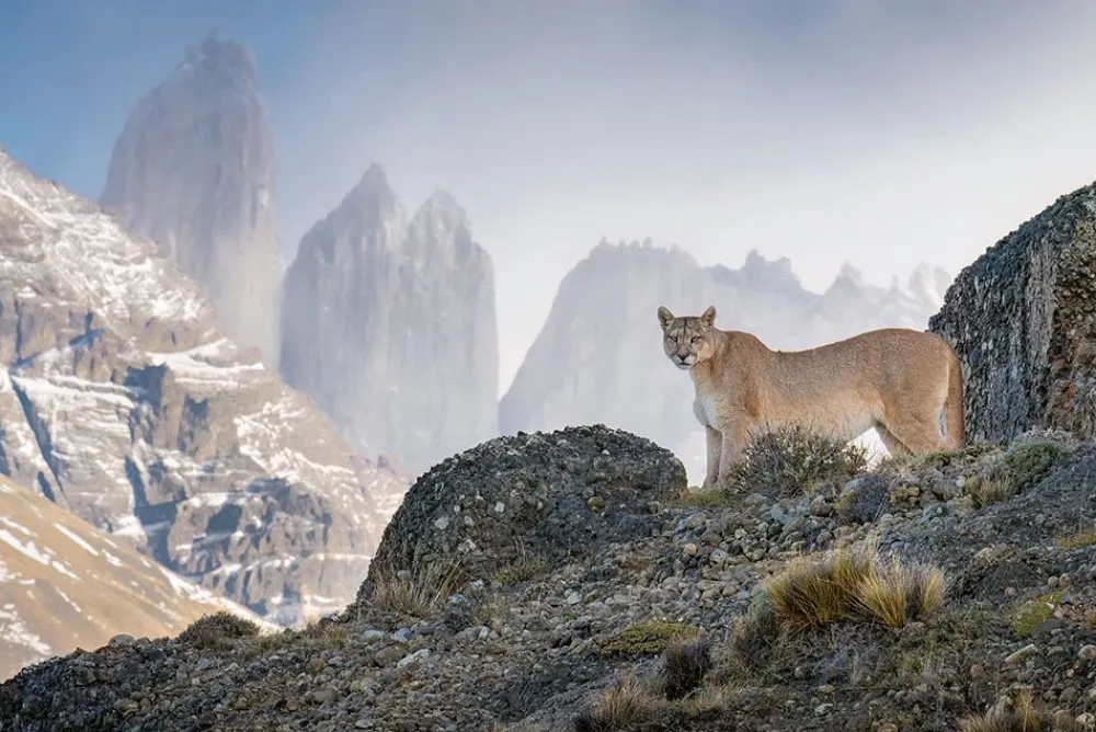 NHM Shop Scanning the Realm Wall Print* Current Wildlife Photographer Of The Year | Wildlife Photographer Of The Year