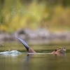 NHM Shop Slap Shot Wall Print* Current Wildlife Photographer Of The Year | Wildlife Photographer Of The Year
