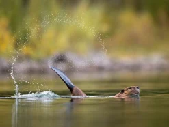 NHM Shop Slap Shot Wall Print* Current Wildlife Photographer Of The Year | Wildlife Photographer Of The Year