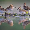NHM Shop Snipe Sentries Wall Print* Current Wildlife Photographer Of The Year | Wildlife Photographer Of The Year