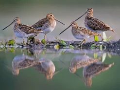 NHM Shop Snipe Sentries Wall Print* Current Wildlife Photographer Of The Year | Wildlife Photographer Of The Year