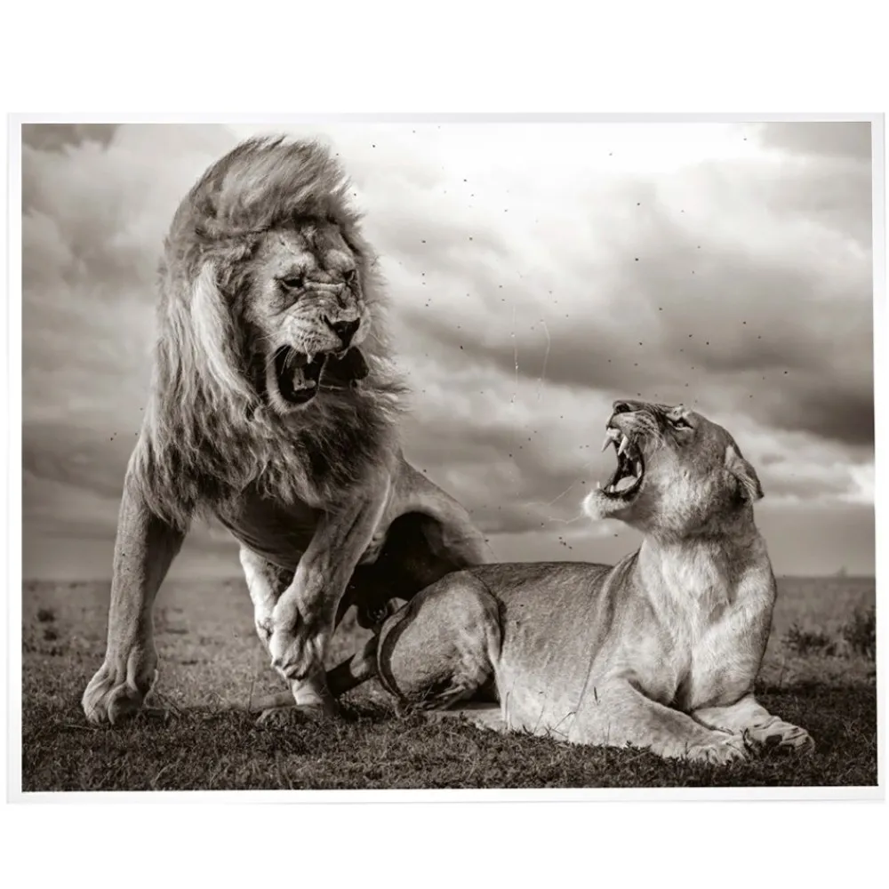 NHM Shop Stormy Scene Print* Homeware & Decor | Current Wildlife Photographer Of The Year