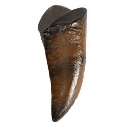 NHM Shop T. rex Tooth Replica* Dinosaur Decor & Accessories