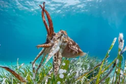 NHM Shop The Clever Cuttlefish Wall Print* Current Wildlife Photographer Of The Year | Wildlife Photographer Of The Year