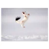 NHM Shop Twist and Jump Greetings Card Pack: Wildlife Photographer of the Year 60* Stationery | Wildlife Photographer Of The Year