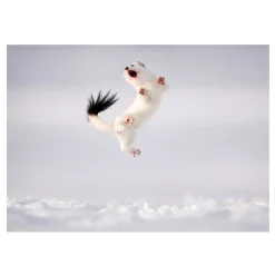 NHM Shop Twist and Jump Greetings Card Pack: Wildlife Photographer of the Year 60* Stationery | Wildlife Photographer Of The Year