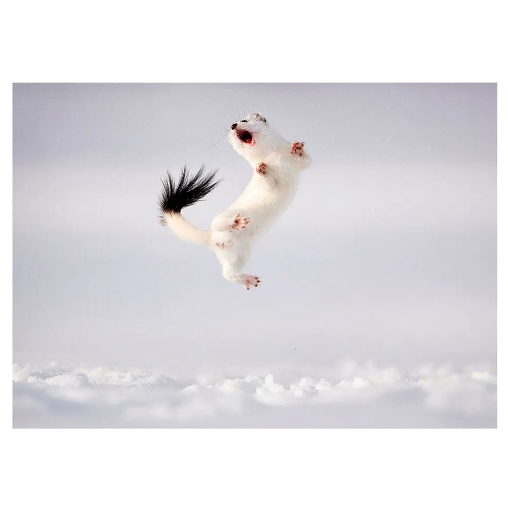 NHM Shop Twist and Jump Greetings Card Pack: Wildlife Photographer of the Year 60* Stationery | Wildlife Photographer Of The Year