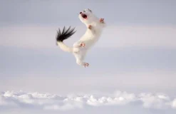 NHM Shop Twist and Jump Wall Print* Current Wildlife Photographer Of The Year | Wildlife Photographer Of The Year