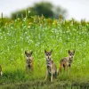 NHM Shop Wolf Pack Wall Print* Current Wildlife Photographer Of The Year | Wildlife Photographer Of The Year