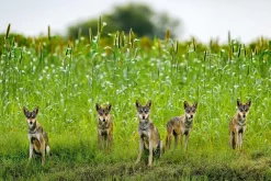 NHM Shop Wolf Pack Wall Print* Current Wildlife Photographer Of The Year | Wildlife Photographer Of The Year